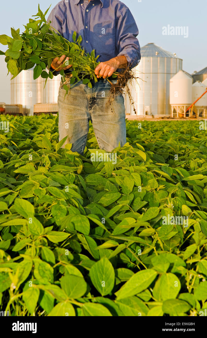 Ein Bauer inspiziert Mitte Wachstum Sojapflanzen auf seinem Gebiet mit Getreidesilos im Hintergrund / in der Nähe von Lorette, Manitoba, Kanada. Stockfoto