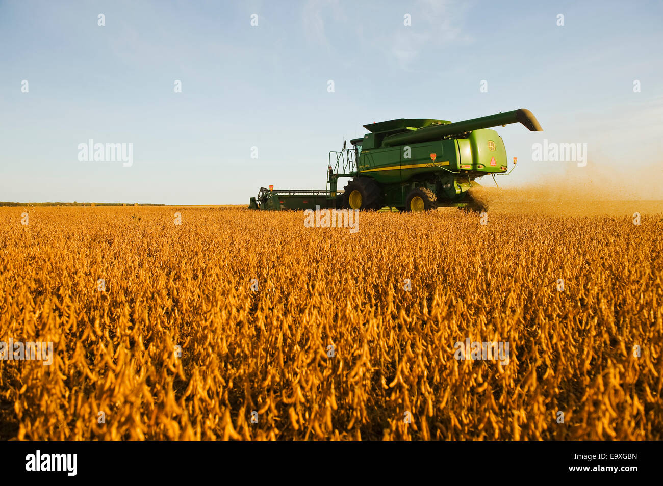 Landwirtschaft - John Deere Mähdrescher erntet Sojabohnen im frühen Herbst / in der Nähe von LaSalle, Manitoba, Kanada. Stockfoto