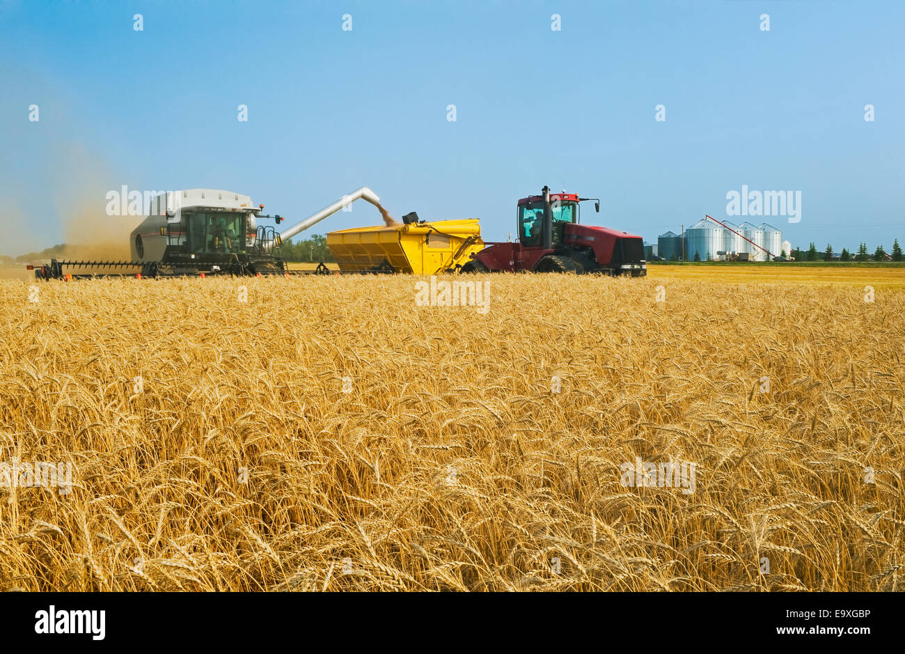 Landwirtschaft - ein Gleaner kombinieren, Weizen ernten und entlädt in einen Korn-Wagen Stockfoto