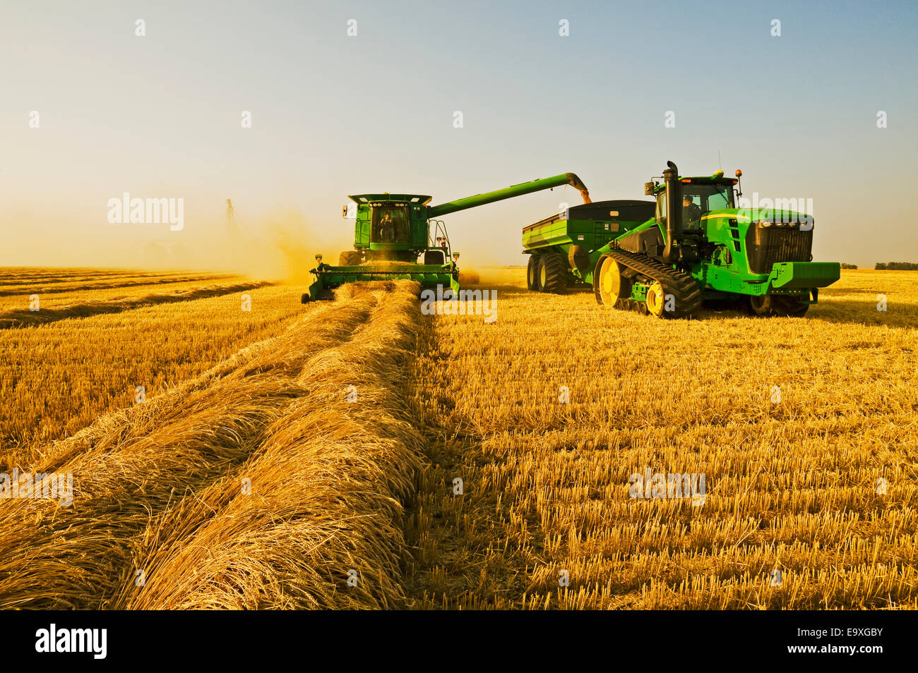 Landwirtschaft - John Deere Mähdrescher, die Ernten gehüllt Frühling Weizen beim Entladen in eine Korn-Warenkorb Stockfoto