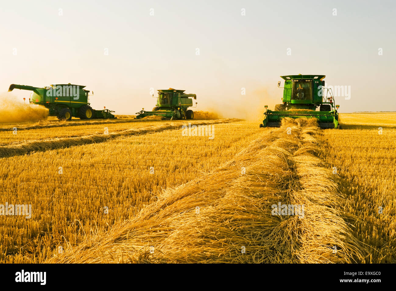 Landwirtschaft - drei John Deere Mähdrescher Ernte gehüllt Sommerweizen im Frühherbst / in der Nähe von Somerset, Manitoba, Kanada. Stockfoto