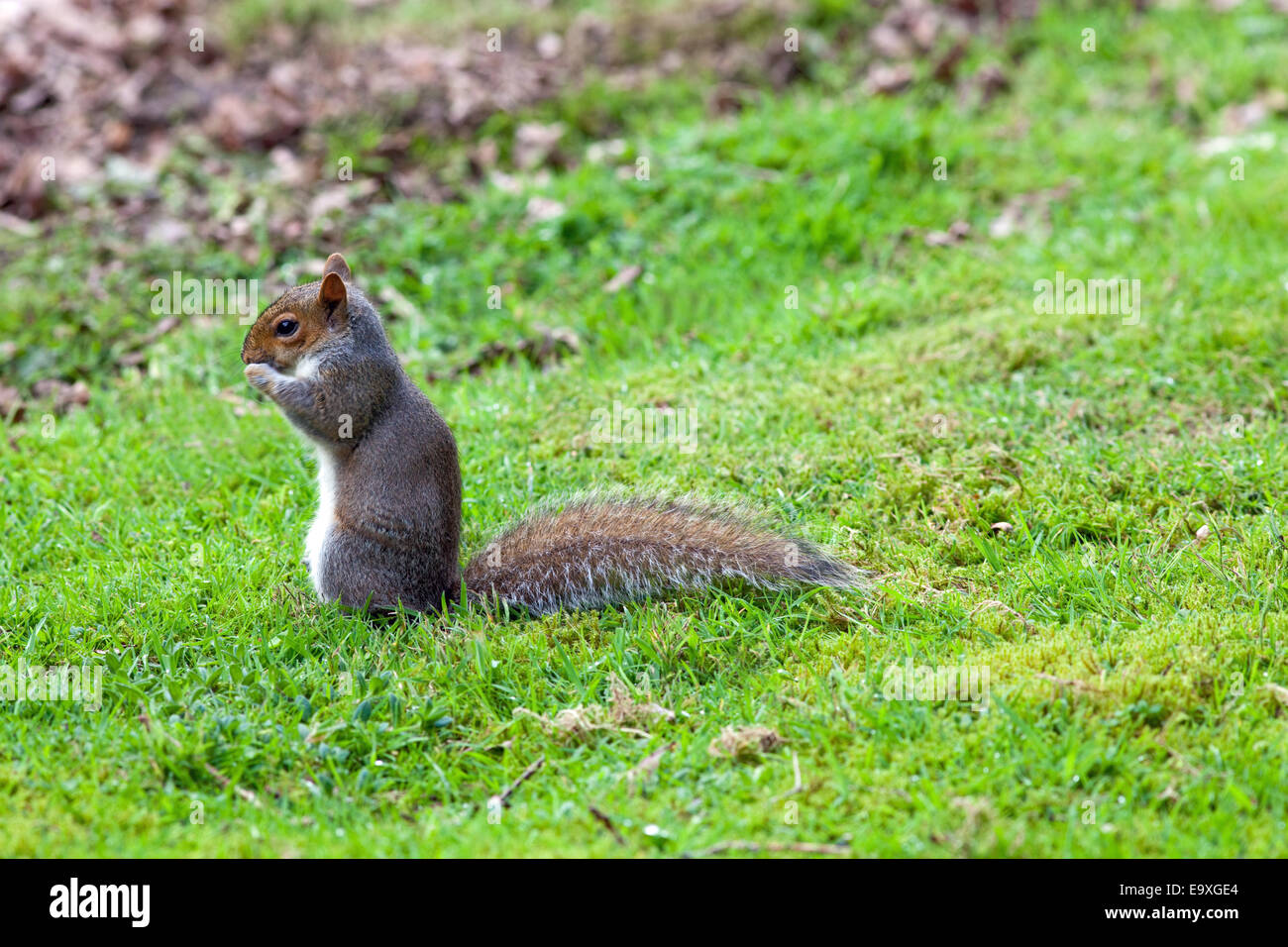 Graue Eichhörnchen (Scurius Carolinensis). Auf Boden unter gefallen Herbstlaub zu essen begraben. Stockfoto