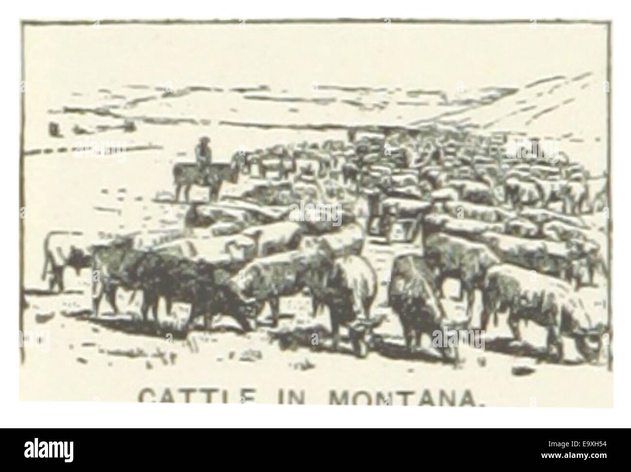 Diese Illustration aus der US-MT (1891) zeigt Rinder in Montana und hebt die landwirtschaftliche Industrie des Bundesstaates und die Rolle der Viehzucht im amerikanischen Westen hervor. Stockfoto