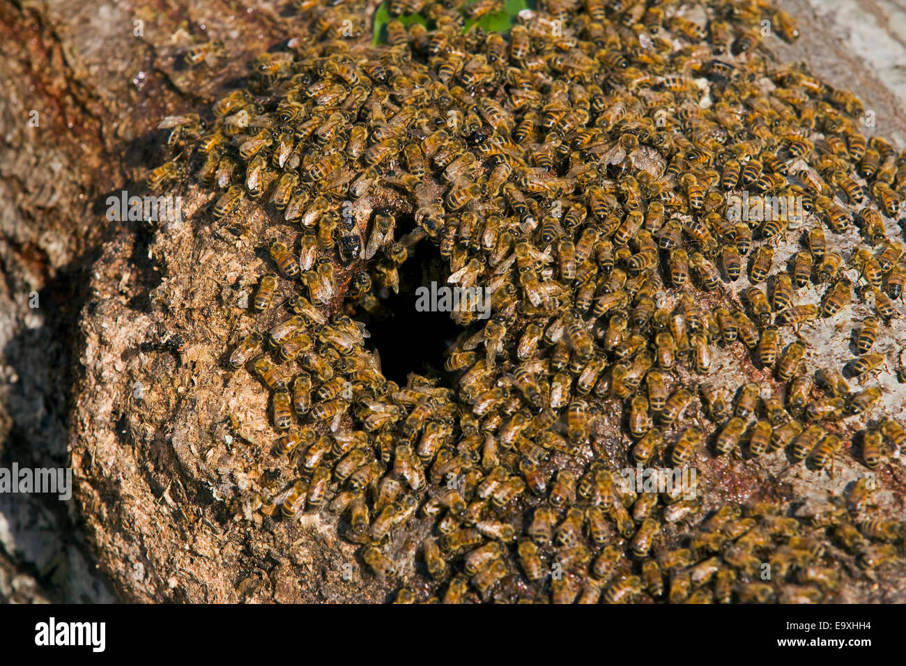 Wilder Honigbienen Schwärmen um die Öffnung des hohlen Stammes in dem ihre Kolonie befindet / in der Nähe von Williamsburg, Virginia, USA. Stockfoto