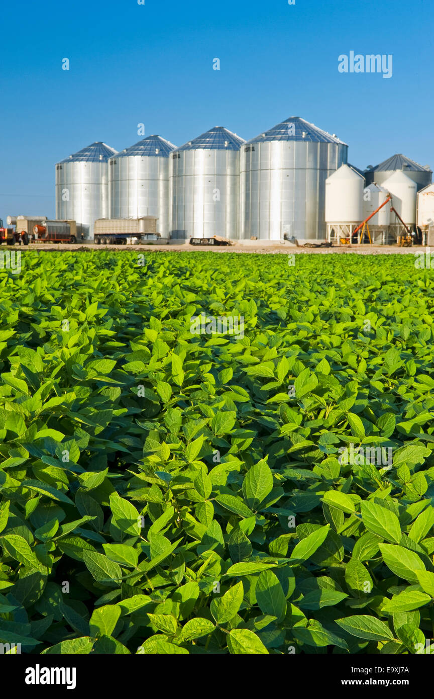 Landwirtschaft - Behälter ein Stand von gesunden Mitte Wachstum Sojabohnen mit Getreide im Hintergrund / in der Nähe von Lorette, Manitoba, Kanada. Stockfoto