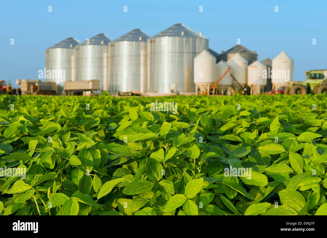 Landwirtschaft - Behälter ein Stand von gesunden Mitte Wachstum Sojabohnen mit Getreide im Hintergrund / in der Nähe von Lorette, Manitoba, Kanada. Stockfoto