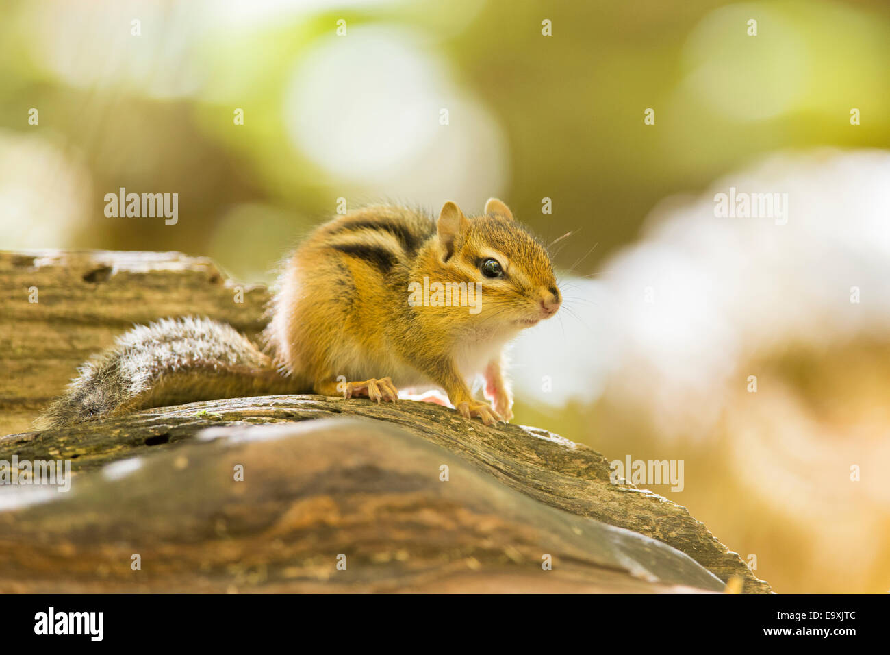 Eastern Chipmunk Stockfoto