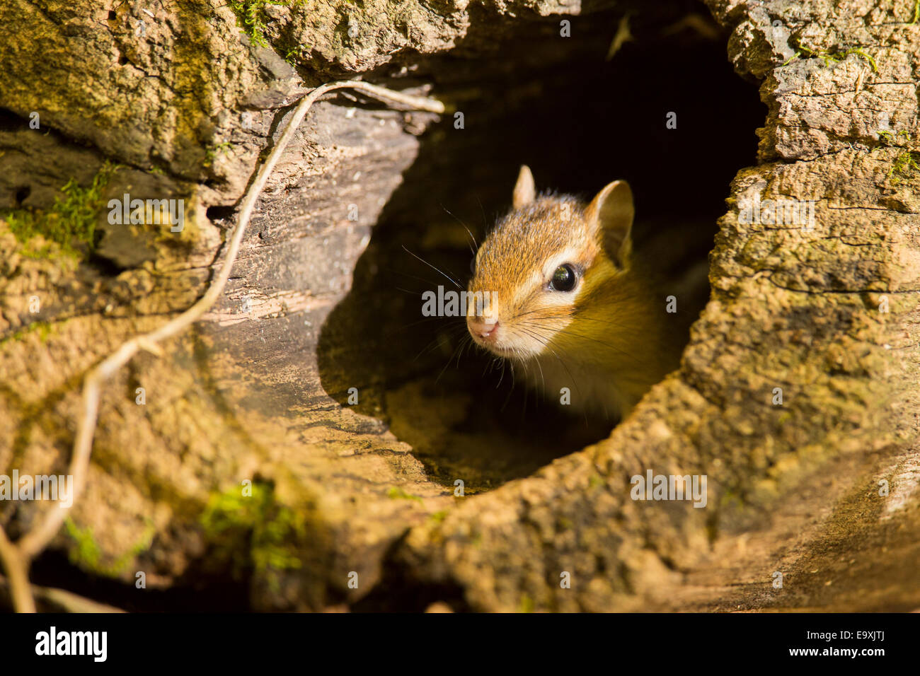 Eastern Chipmunk Stockfoto