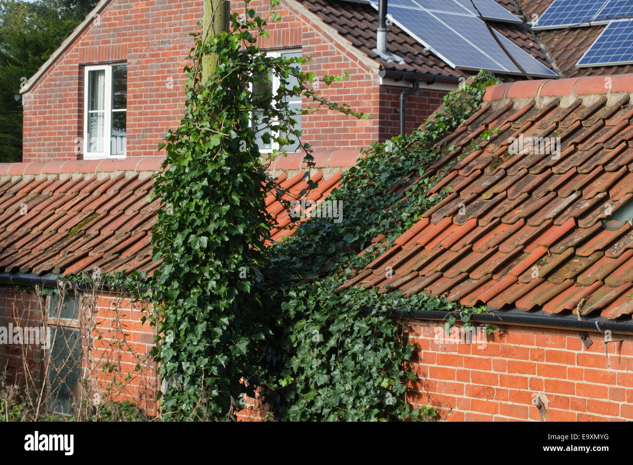 Efeu (Hedera Helix). Klettern und eine Stromleitung vertuschen unterstützen Post Links, breiten sich über Flachdachziegel Dach und Dachrinnen zu blockieren Stockfoto
