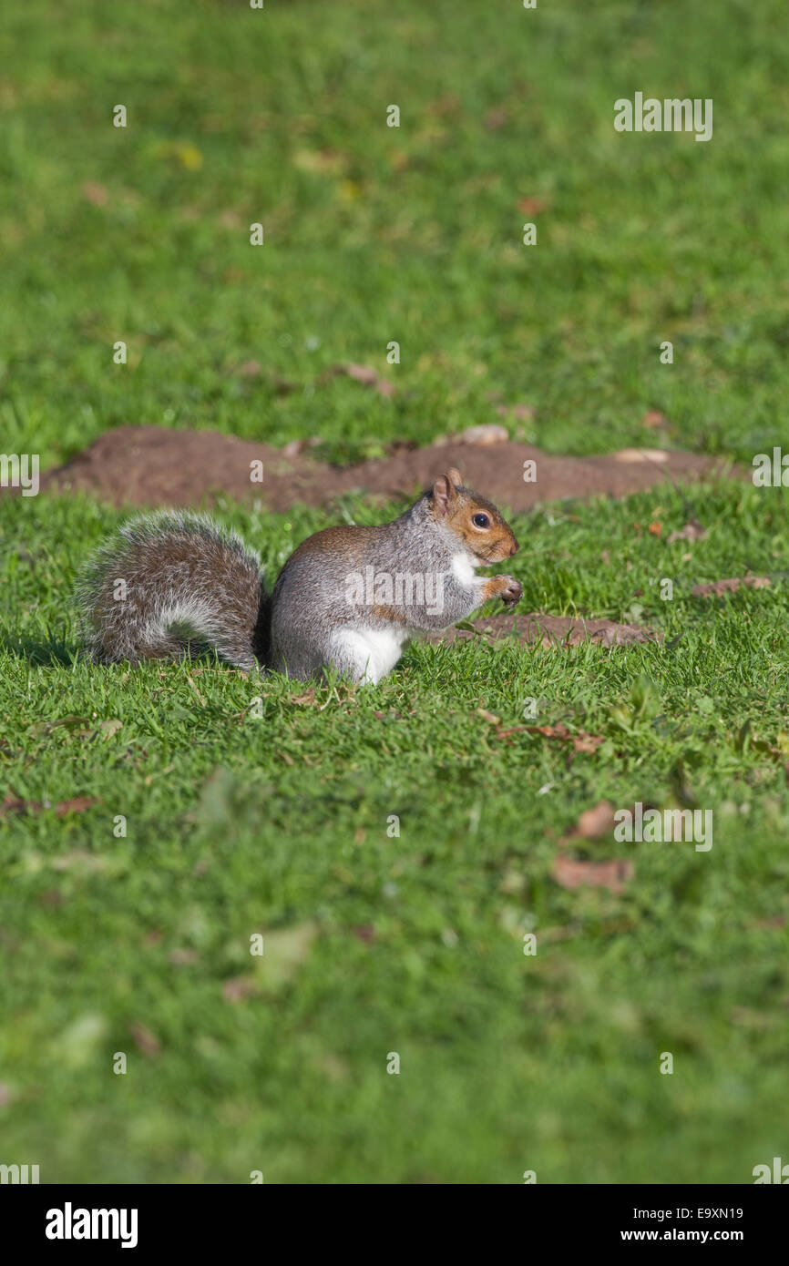 Graue Eichhörnchen (Scurius Carolinensis). Auf Boden, etwa um Nahrung in Form von Eicheln und Mast als Winter-Cache zu begraben. Oktober. Stockfoto