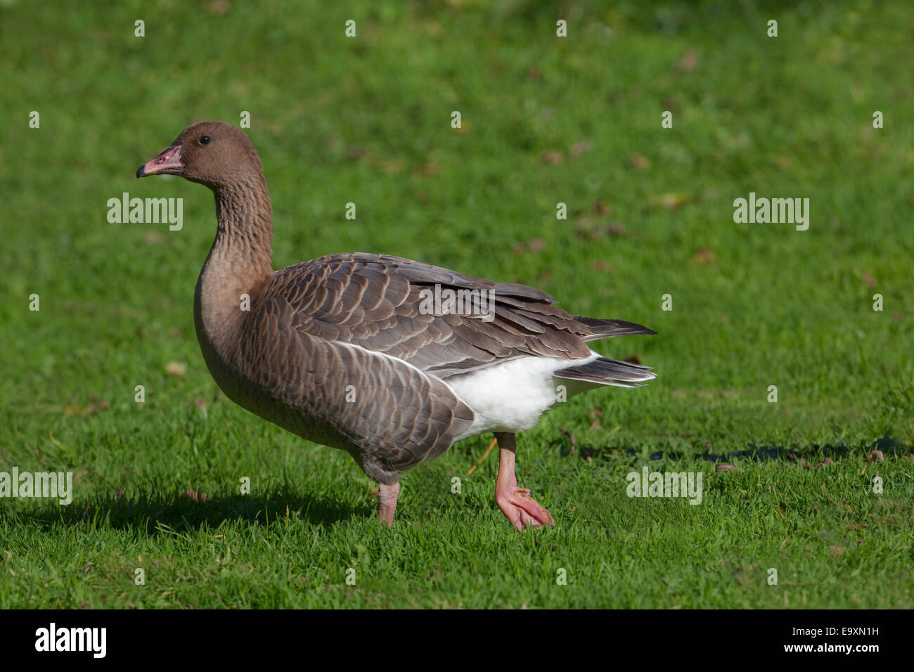 Pink-footed Goose (Anser Brachyrhynchus). Unreife Gefieder. Erste Winter Vogel. Bereiche der Rechnung werden dunkler, als Vogel reift. Stockfoto