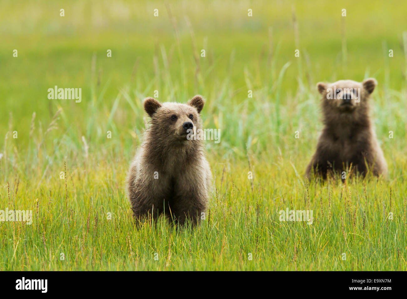 Zwei braune Bärenjungen in Segge grass bei Silver Salmon Creek, Lake Clark National Park and Preserve, Yunan Alaska Stockfoto
