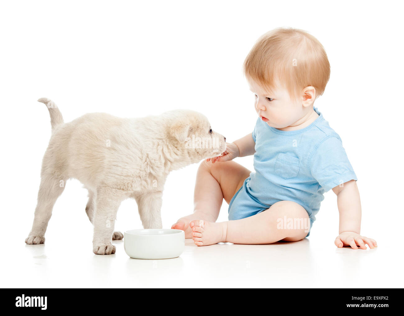 niedliche Babyjungen Welpen suchen Stockfoto