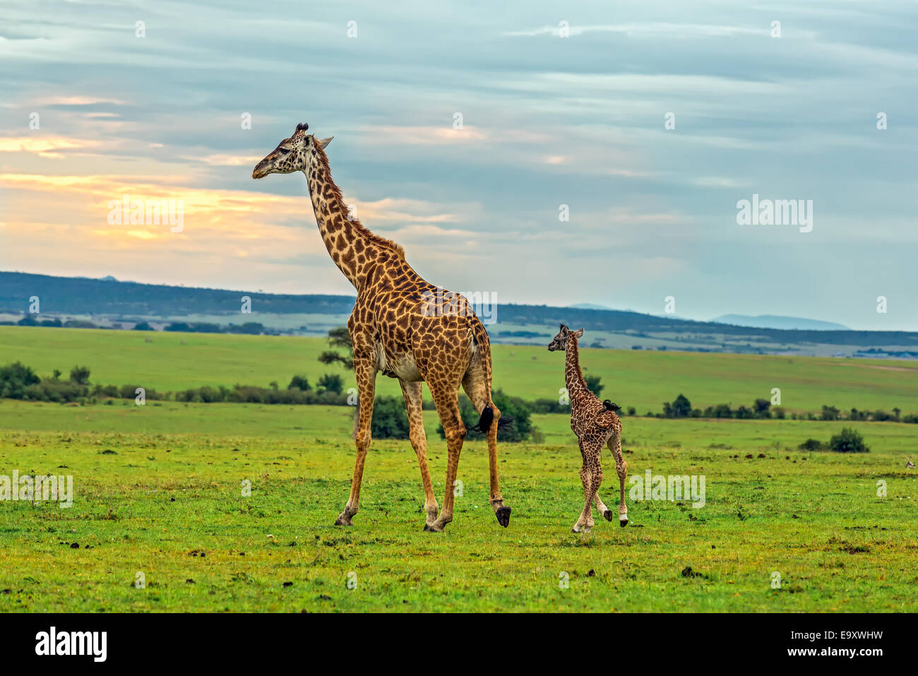 Eine Giraffe Mutter mit ihrem Baby. Masai Mara National Reserve, Kenia. Stockfoto