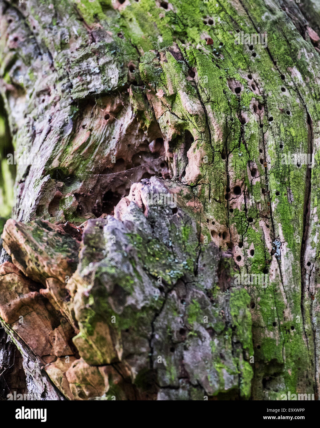 Nahaufnahme eines Baumes mit mehreren Löchern der Holzwurm Stockfoto