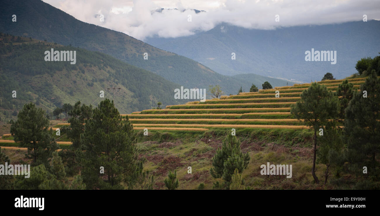 Niedrigen Winkel Blick auf Reisterrassen mit Bergen, Punakha Tal, Punakha Bezirk, Bhutan Stockfoto