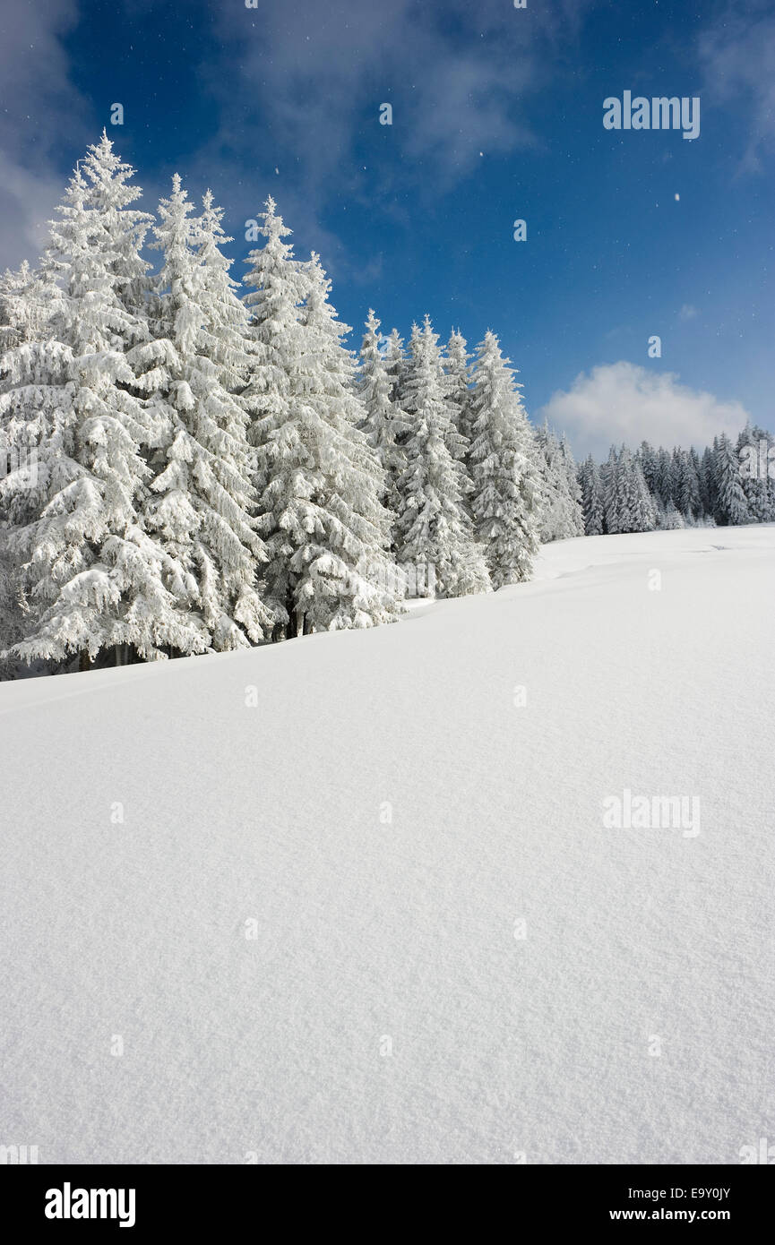 Verschneite Tannen, Thurner, Sankt Märgen, Schwarzwald, Baden-Württemberg, Deutschland Stockfoto