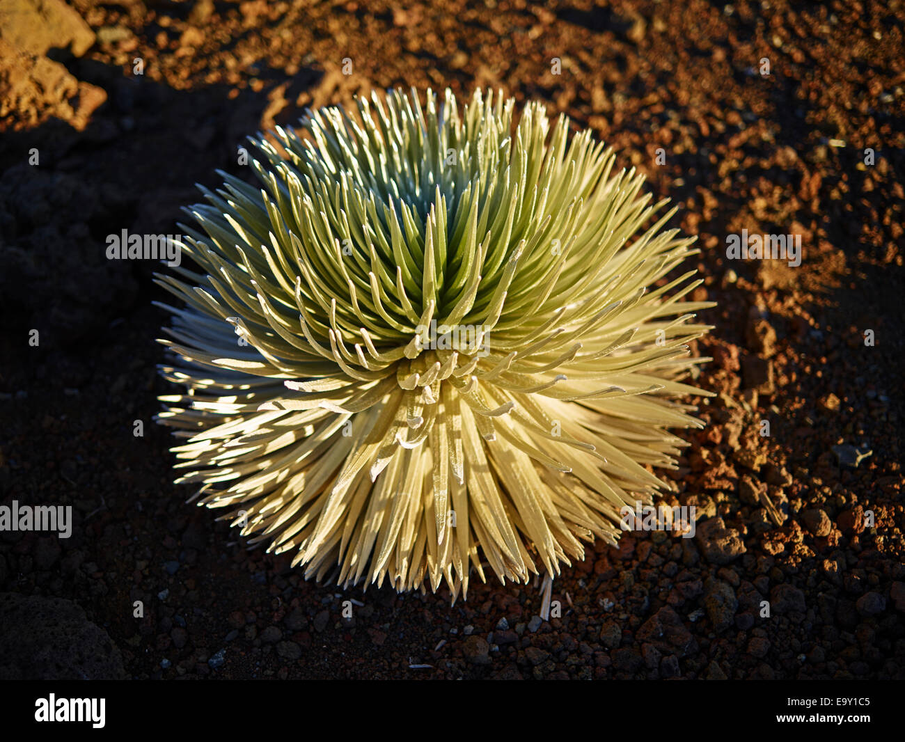 Haleakala Silversword (Argyroxiphium Sandwicense Macrocephalum), wachsen auf einem Vulkan Haleakala, Maui, Hawaii, USA Stockfoto