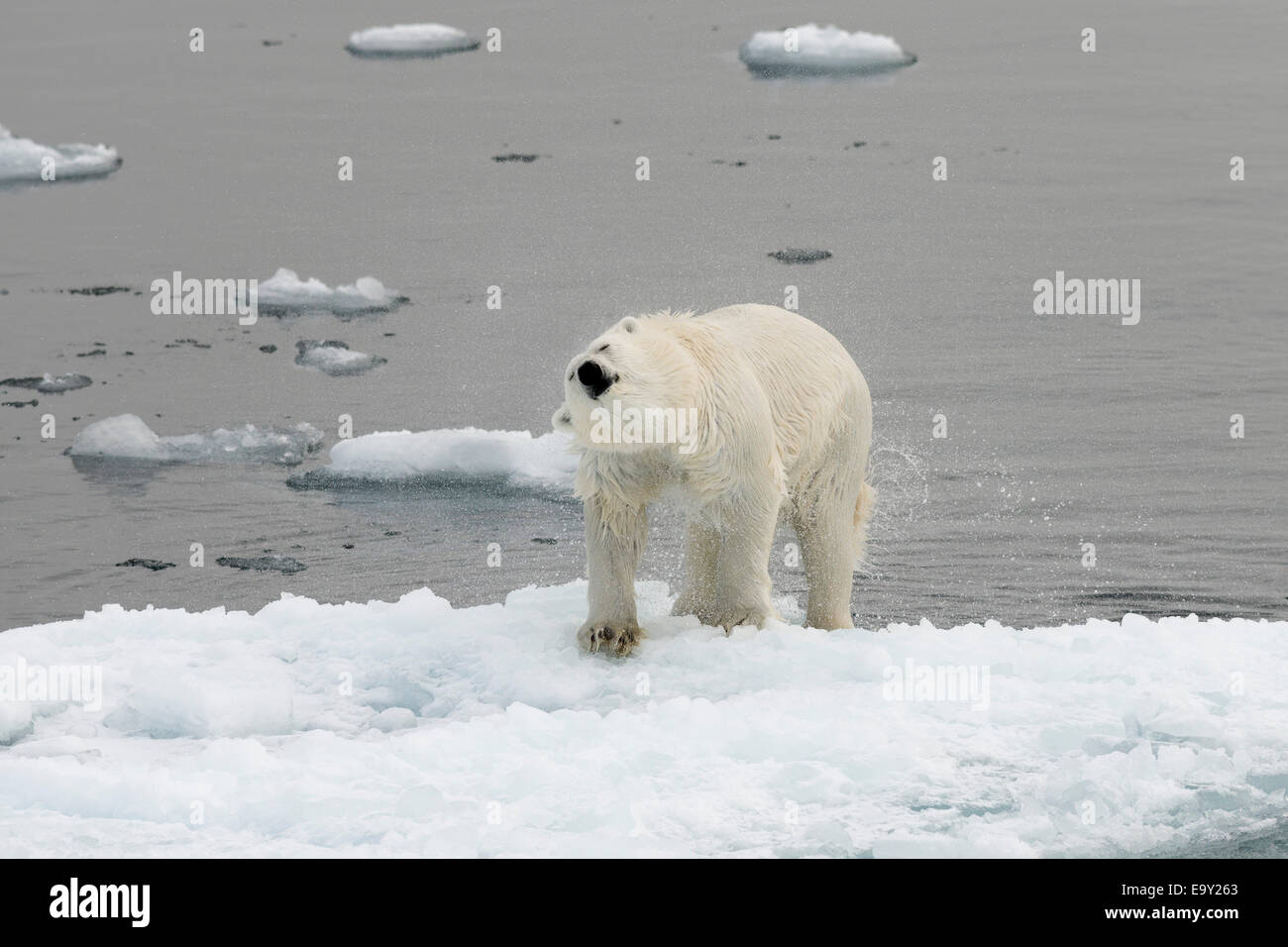 Eisbär (Ursus Maritimus) Wasser auf einer Eisscholle abschütteln, Pack-Eis, Insel Spitzbergen, Svalbard-Archipel Stockfoto