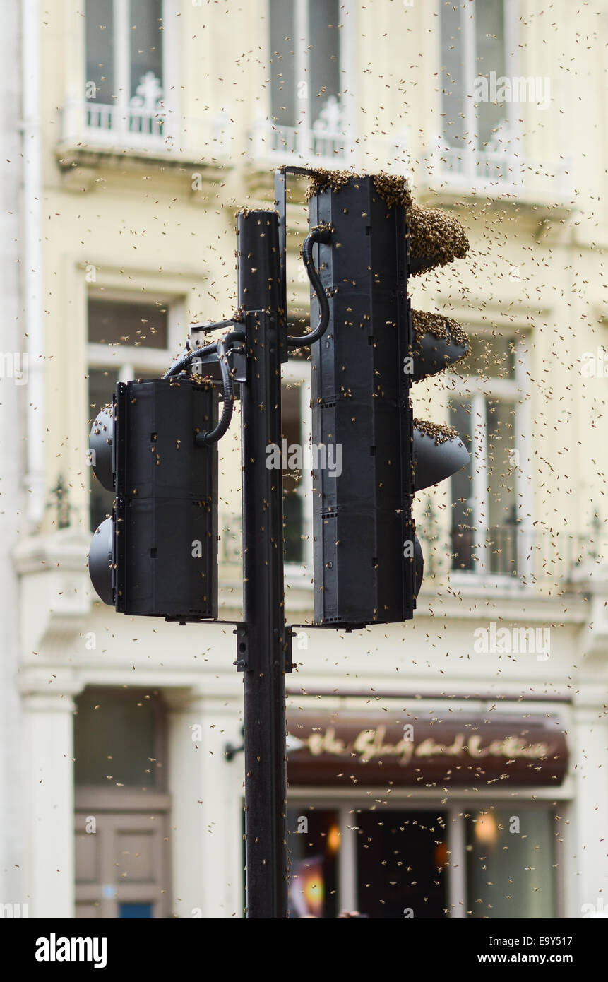 Bienen schwärmen auf eine Ampel in London, Vereinigtes Königreich. Stockfoto