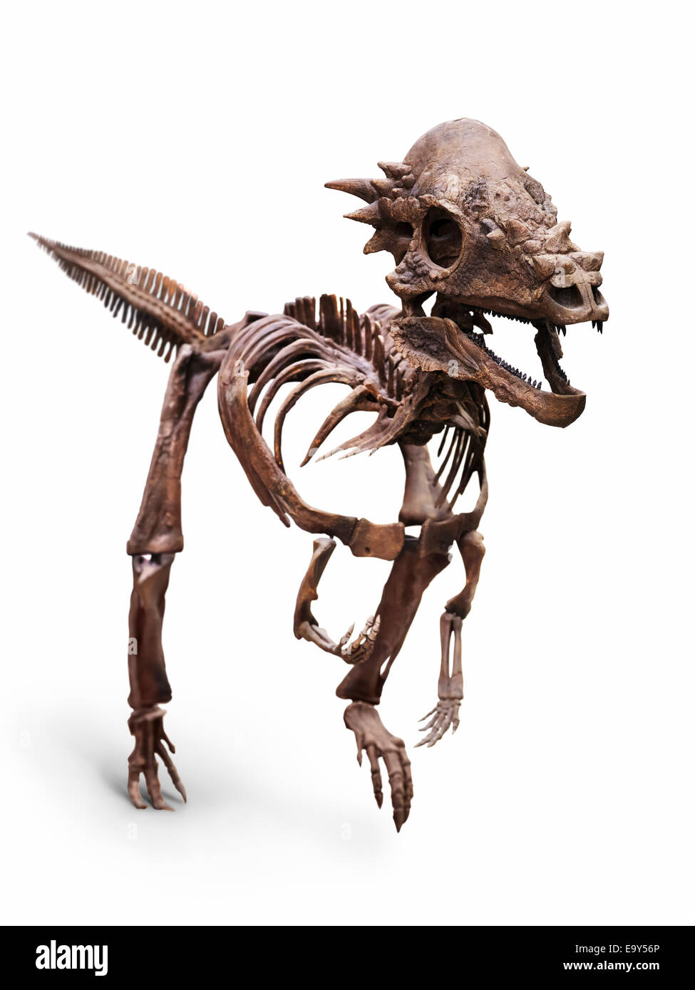 Dracorex Pachycephalosaurus Dinosaurier-Skelett. Pachycephalosauridae, US. Isoliert auf weißem Hintergrund mit einem cli Stockfoto