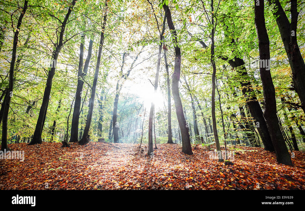 Geheimnisvolle Wald Herbstlandschaft mit Sonnenstrahlen. Stockfoto