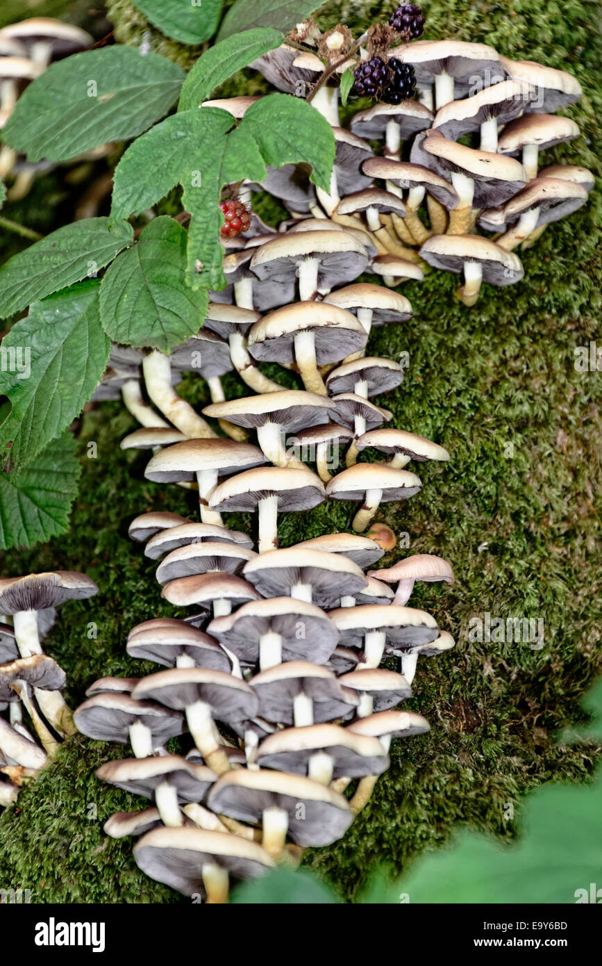 Brombeeren auf eine trooping Gruppe von Wald Pilze, Grasmere, Lake District, Cumbria, England Stockfoto