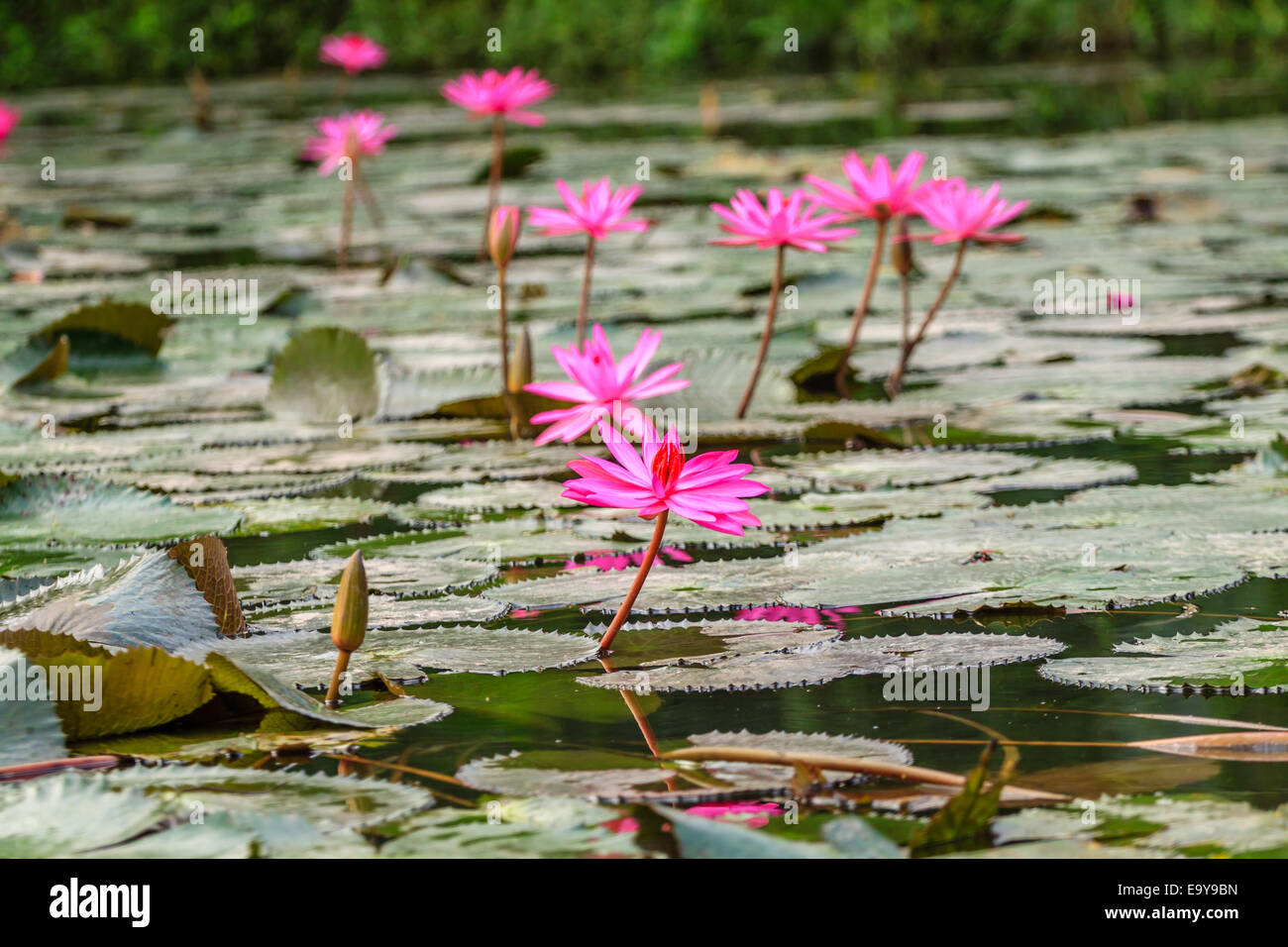 Blumen am Chua Huong Pagode, Vietnam Stockfoto