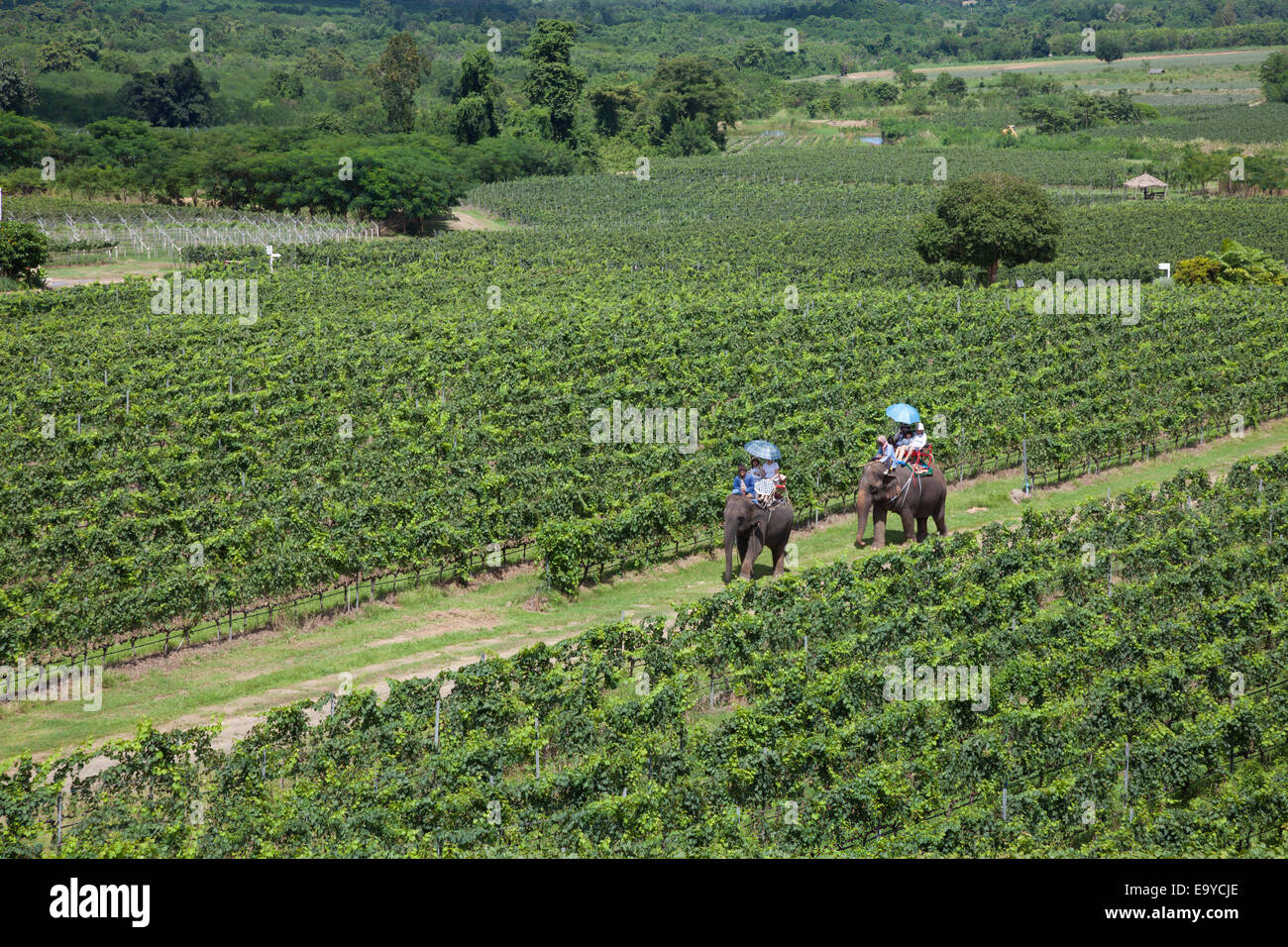 Besucher auf eine Tour rund um Hua Hin Hills Vineyard Elefanten reiten. Stockfoto