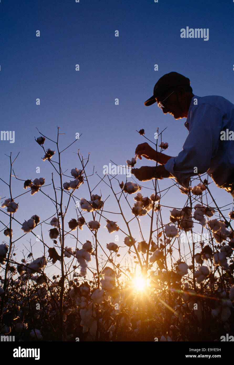 Landwirtschaft - Silhouette der Ernte Berater überprüfen Ernte Bühne Baumwolle bei Sonnenuntergang / Mississippi, USA. Stockfoto