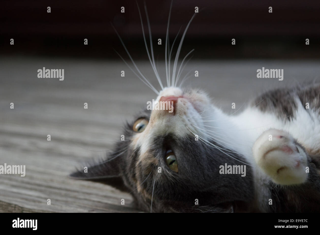 Süße Katze - ich bin So schön, die Katze Schnurrhaare Stockfoto