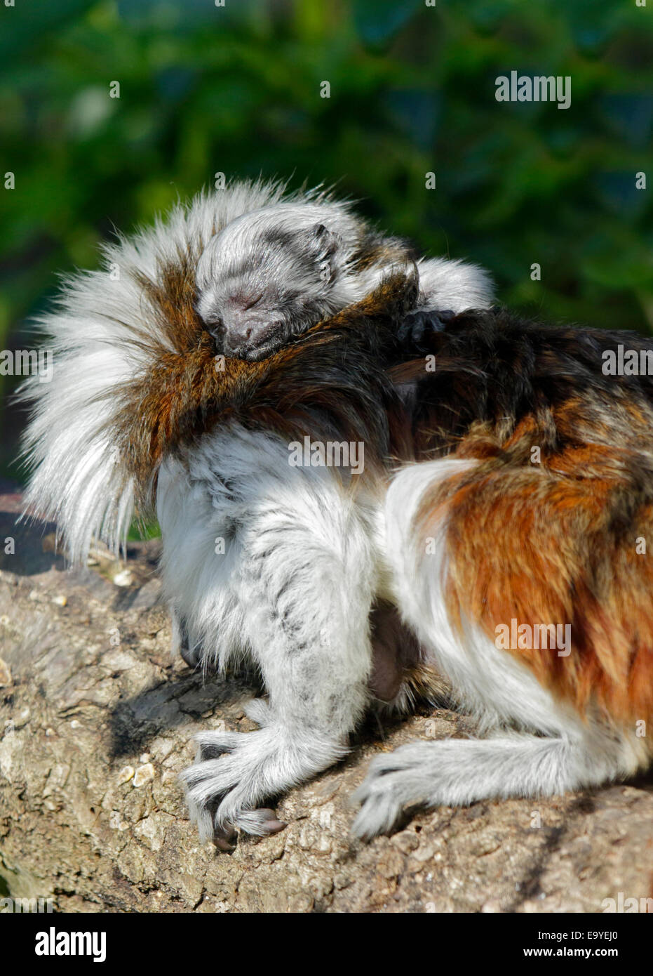 Marwell Zoo, Hampshire, UK. 4. November 2014. Gefährdete Baumwolle Top Tamarin und einer der zwei einwöchigen OId Babys im Marwell Zoo in Hampshire, UK Credit: Krys Bailey/Alamy Live-Nachrichten Stockfoto