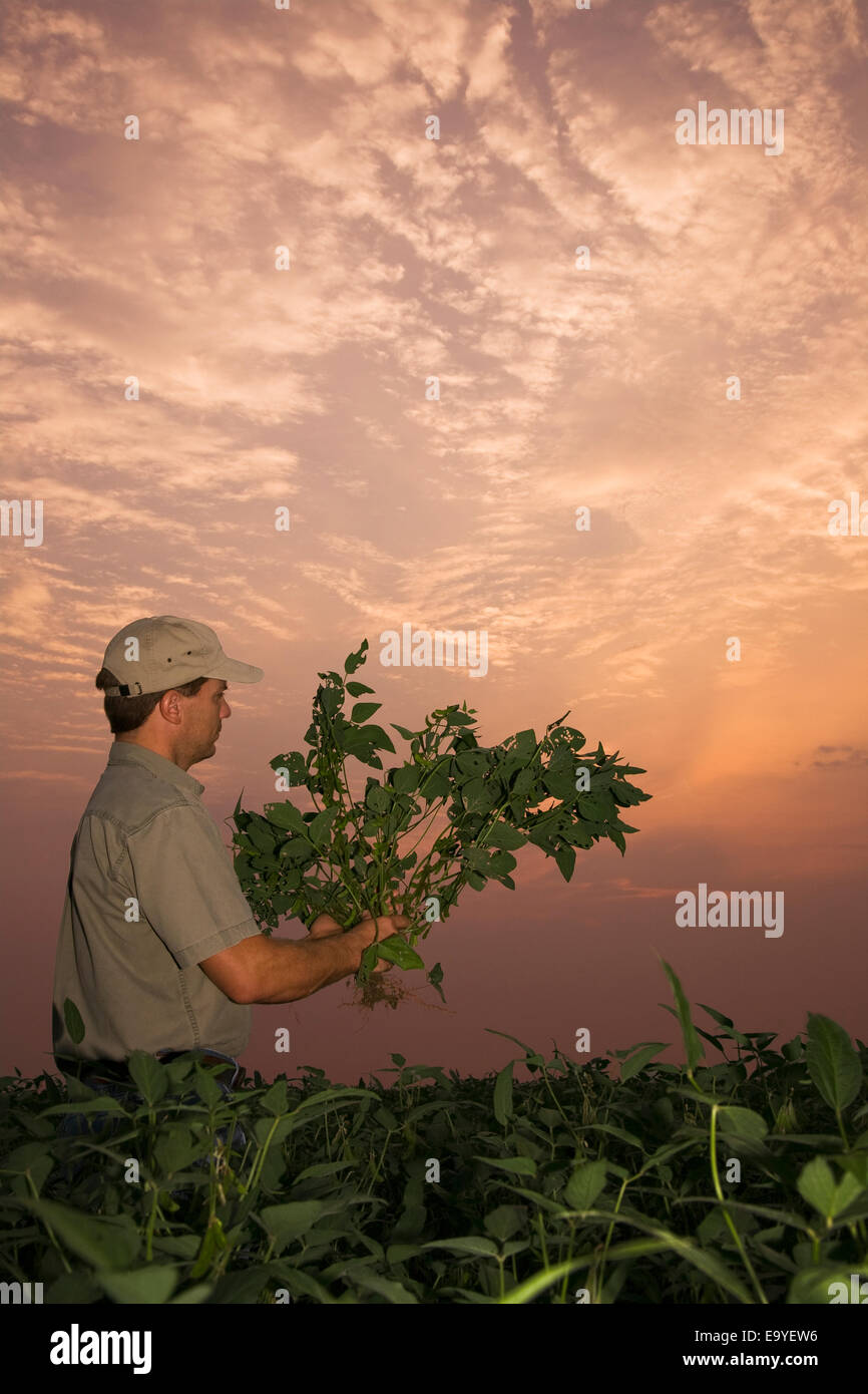 Landwirtschaft - eine Landwirt/Erzeuger prüft eine Mitte Wachstum Sojapflanze für Pod set bei Sonnenaufgang / nordöstlichen Arkansas, USA. Stockfoto
