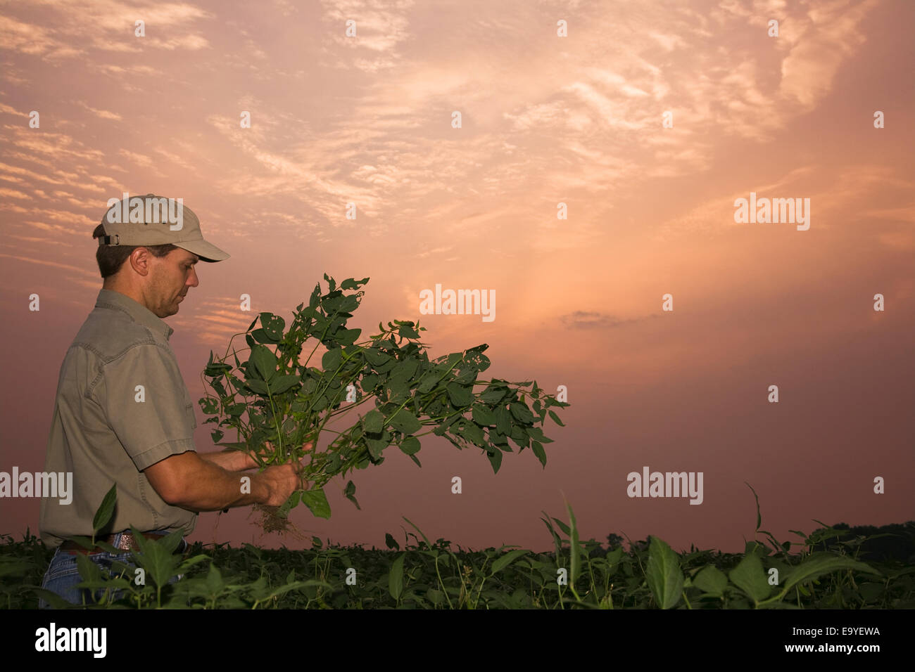 Landwirtschaft - eine Landwirt/Erzeuger prüft eine Mitte Wachstum Sojapflanze für Pod set bei Sonnenaufgang / nordöstlichen Arkansas, USA. Stockfoto