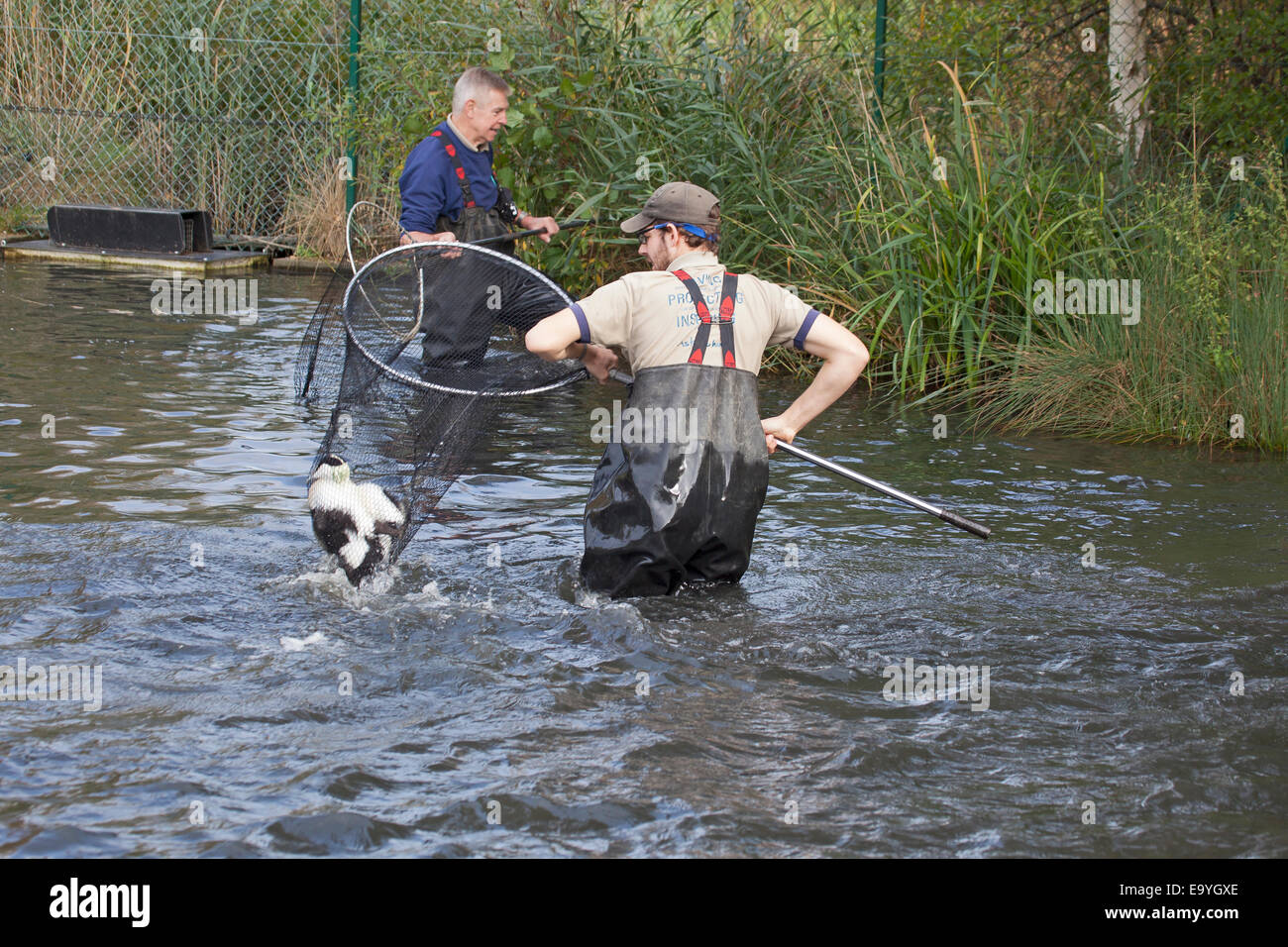 Fangen Sie gemeinsame Eiderenten im Londoner Barn Elms Wetland Centre Stockfoto