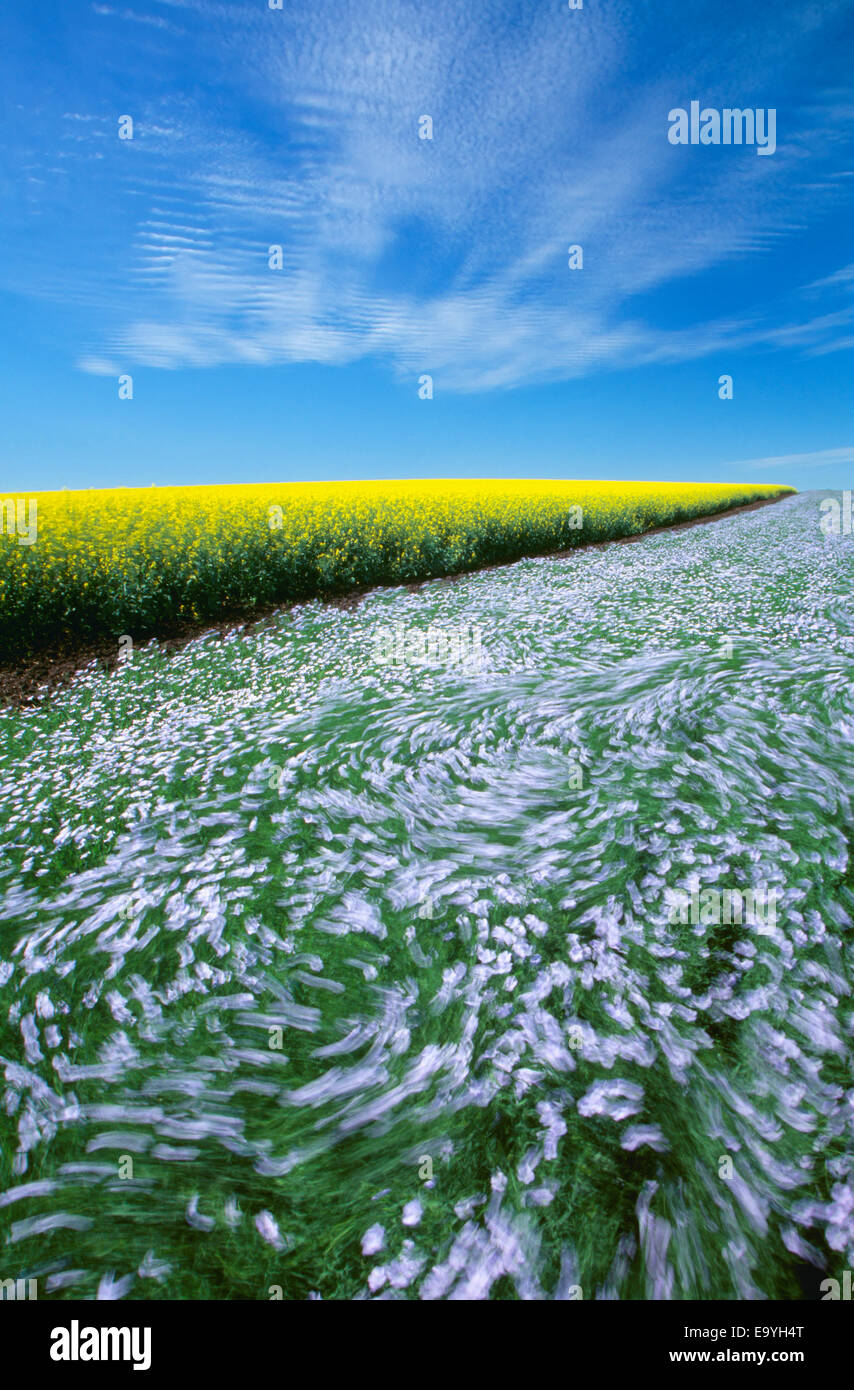 Landwirtschaft - Bereich der windumtosten blühenden Flachs neben einem blühenden Raps Feld / in der Nähe von Holland, Manitoba, Kanada. Stockfoto