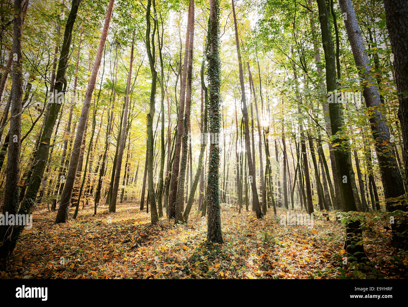 Geheimnisvolle Wald Herbstlandschaft mit Sonnenstrahlen. Stockfoto