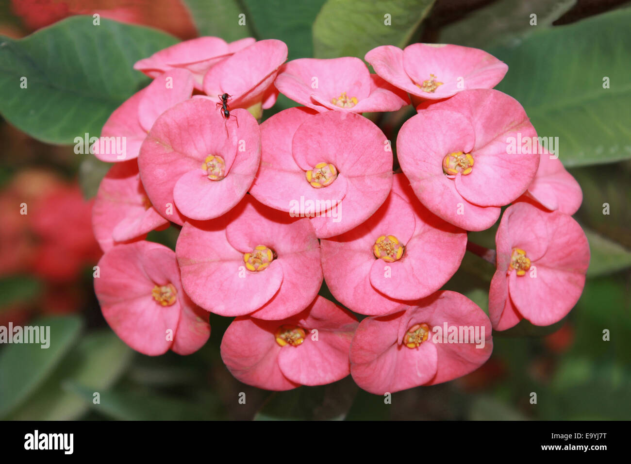Rote Blumen Euphorbia Milii Stockfotos und bilder Kaufen Alamy