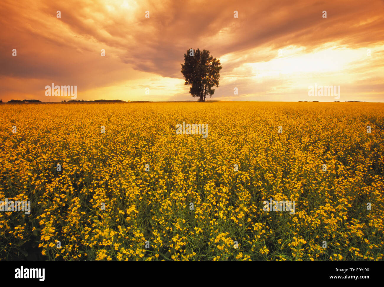Landwirtschaft - ein Bereich der Mitte Wachstum Raps in voller Blüte bei Sonnenuntergang mit einem einsamen Baum in der Ferne / Carey, Manitoba, Kanada. Stockfoto