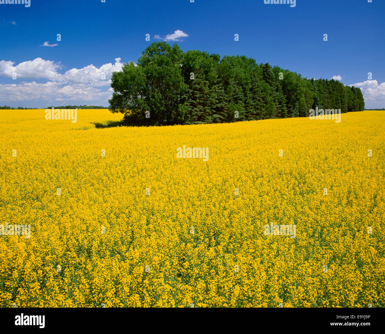 Landwirtschaft - Raps Feld in voller Blüte mit einem Baum Schutz-Gürtel durch das Feld / Niverville, Manitoba, Kanada. Stockfoto