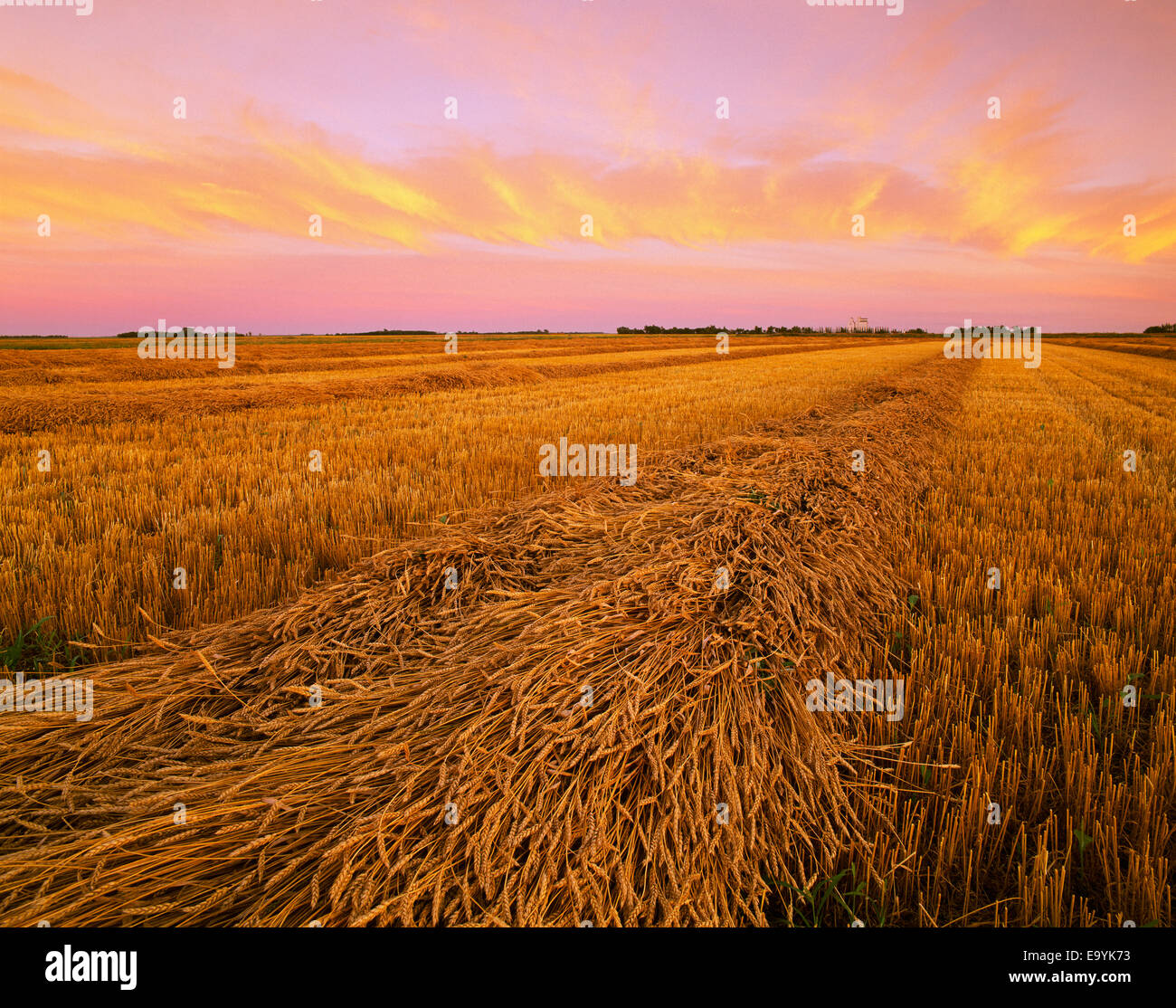 Landwirtschaft - Reihen von Reifen gewendetem Sommerweizen, Trocknung Ernten bei Sonnenuntergang / Manitoba, Kanada. Stockfoto