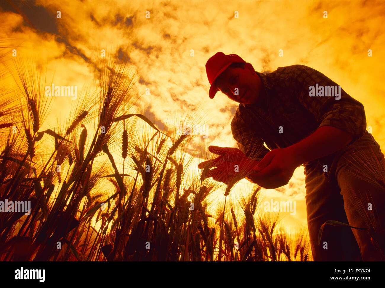 Landwirtschaft - ein Bauer von einem Sonnenuntergang Silhouette inspiziert seine Ernte bereit Gerste / Manitoba, Kanada. Stockfoto
