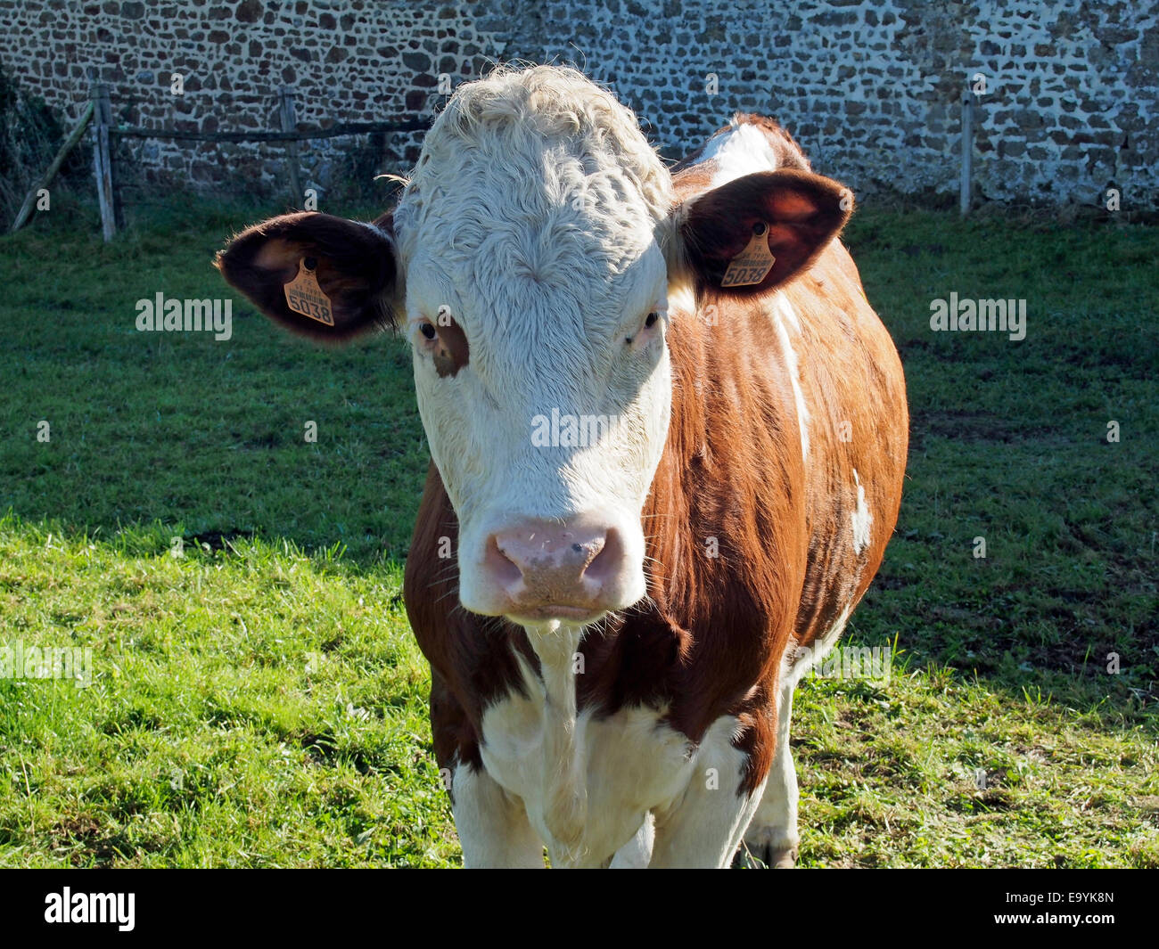 Rinder auf eine kleine gemischte Farm in der südlichen Normandie mit Identifikation Ohrmarken deutlich sichtbar. Stockfoto