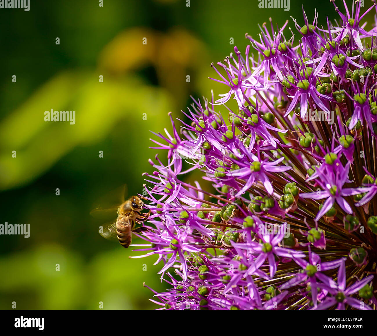 Honigbiene auf der Flucht, die Annäherung an eine Blume Stockfoto
