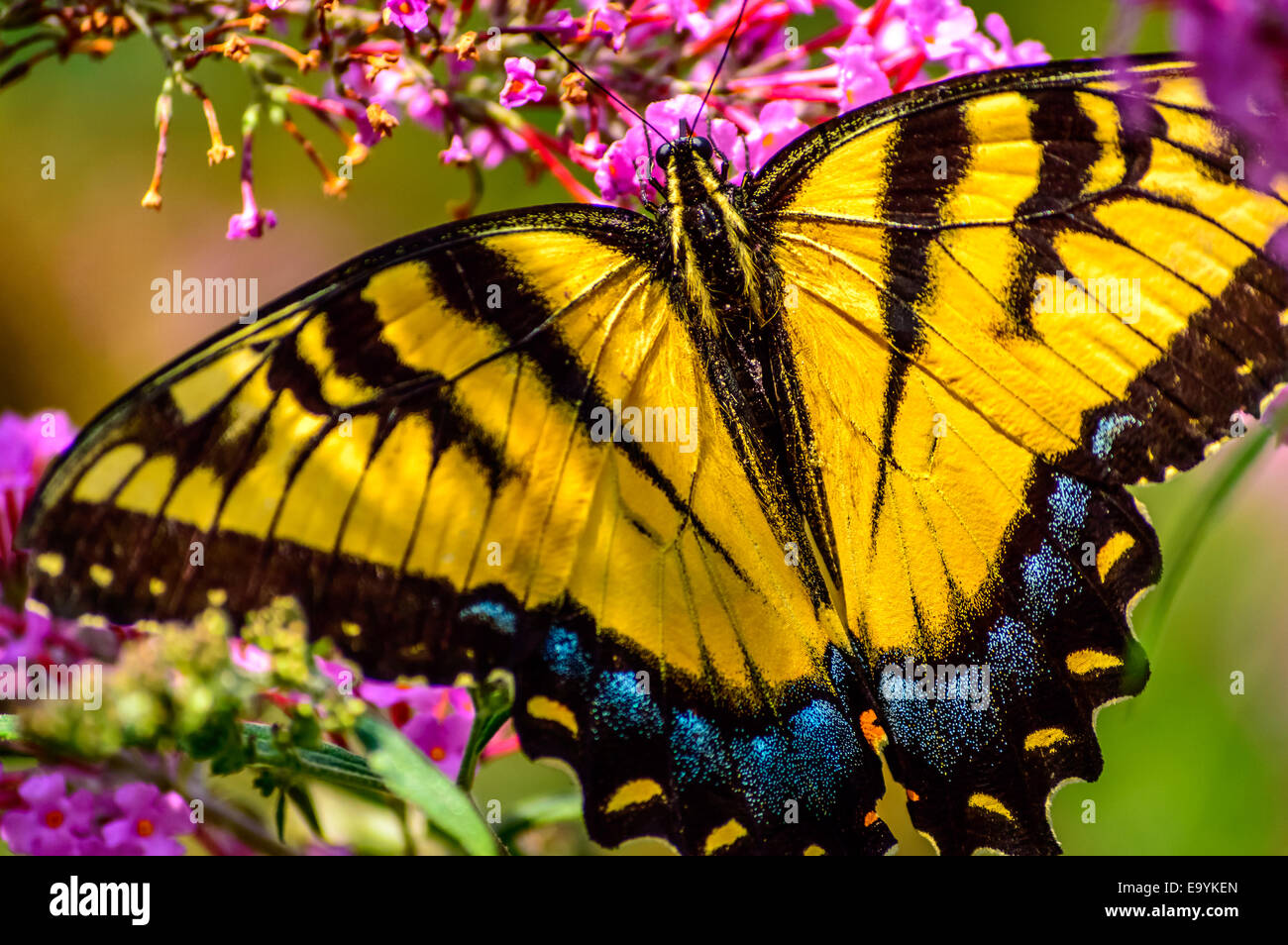 Nahaufnahme von einem Schmetterling und Blume Stockfoto