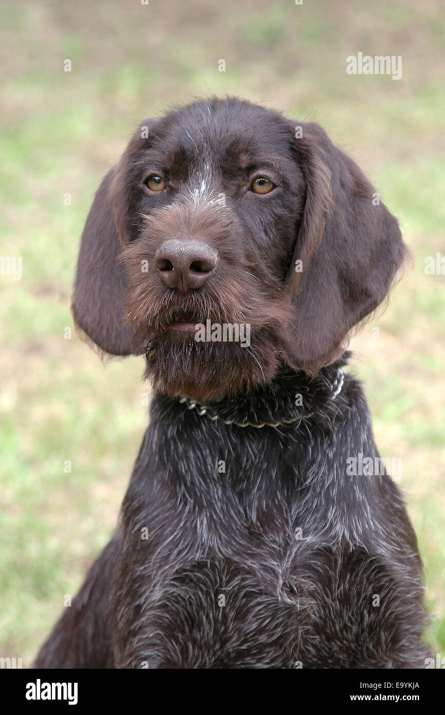 Typische böhmische deutete Griffon Stockfoto