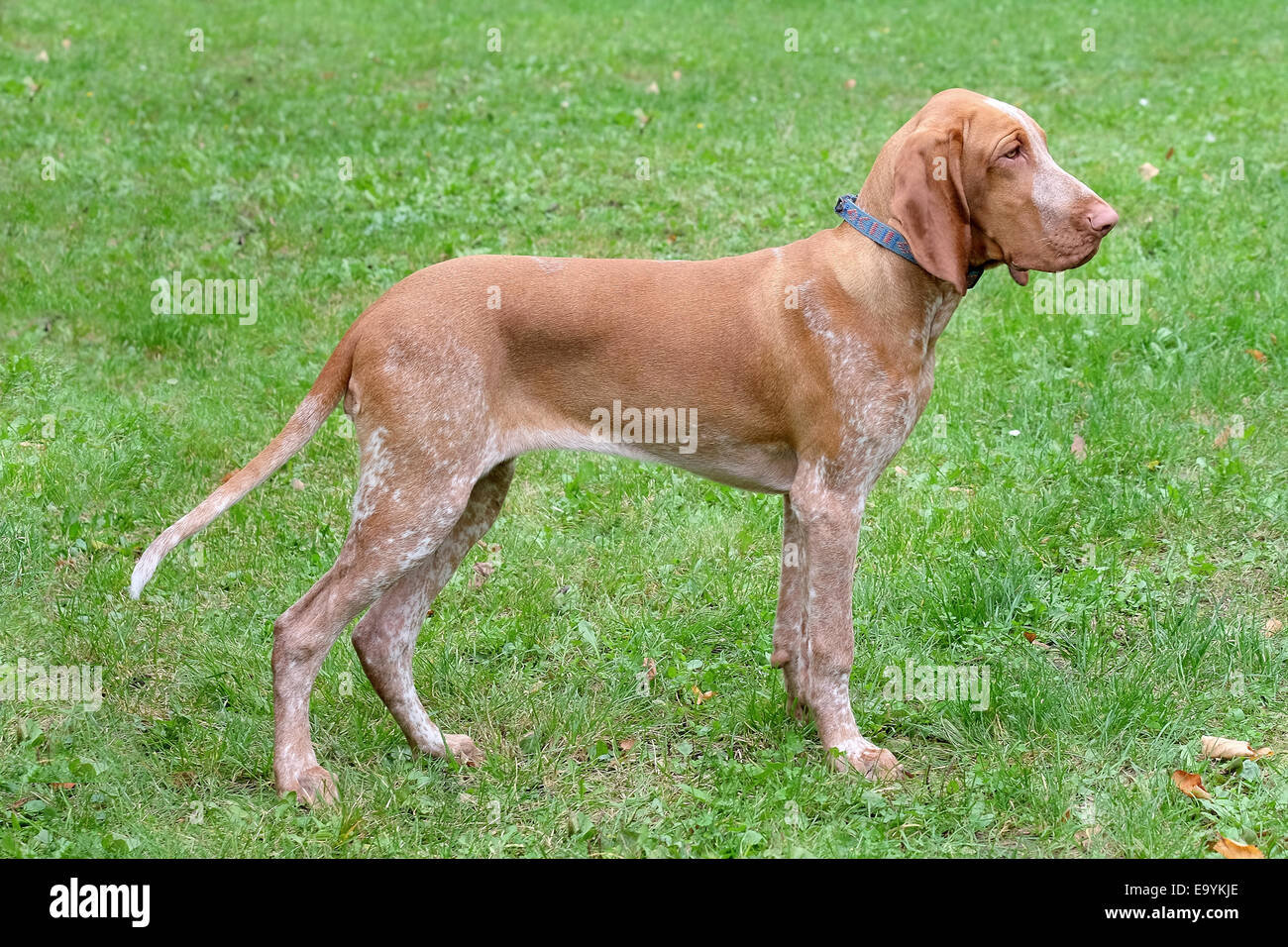 Italienische deutete Hund im Garten Stockfoto