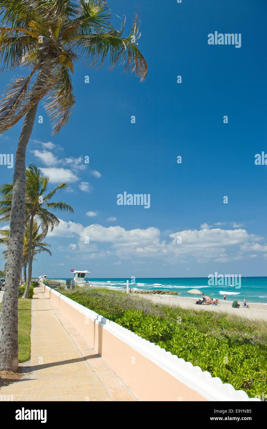 PALM BÄUME SOUTH OCEAN BOULEVARD PROMENADE PALM BEACH FLORIDA USA Stockfoto