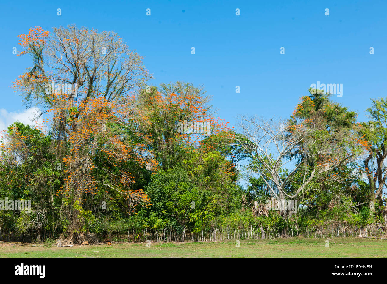 Dominikanische Republik, Osten, Weide eine der Rancho Capote Westlich von Hato Major Stockfoto