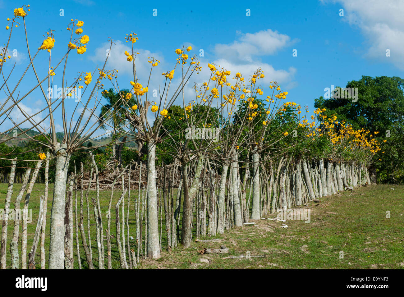 Dominikanische Republik, Osten, Weidezaun eine der Rancho Capote Westlich von Hato Major Stockfoto